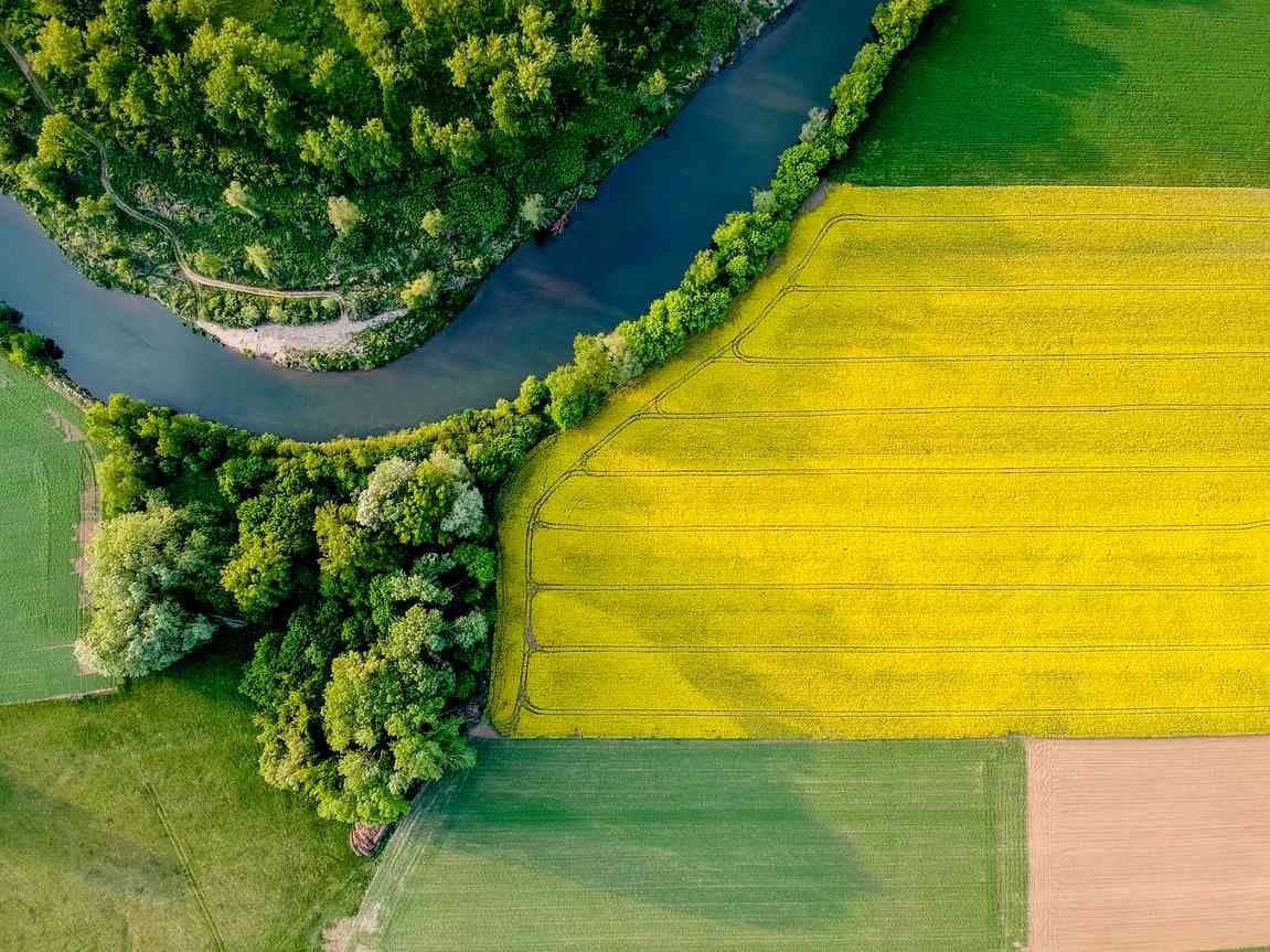 Camelina field next to river