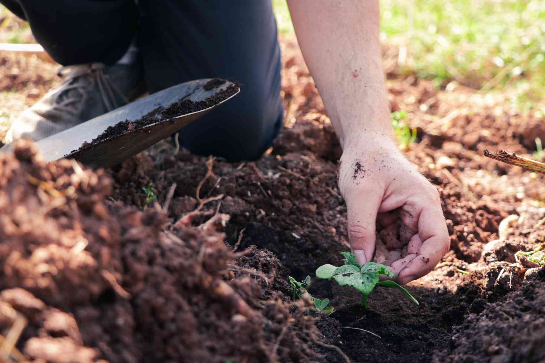 Farmer checking soil quality